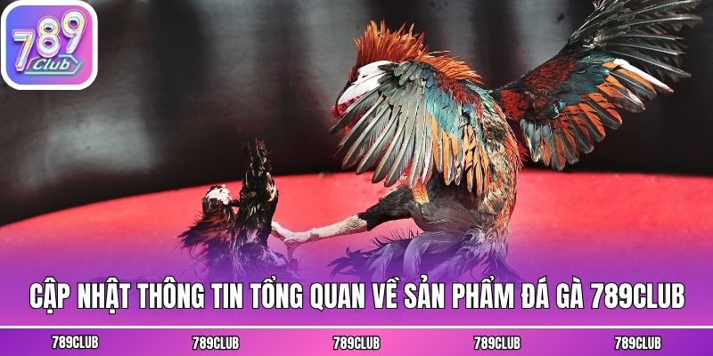 Cập nhật thông tin tổng quan về sản phẩm đá gà 789club