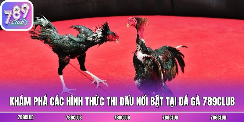 Khám phá các hình thức thi đấu nổi bật tại đá gà 789club